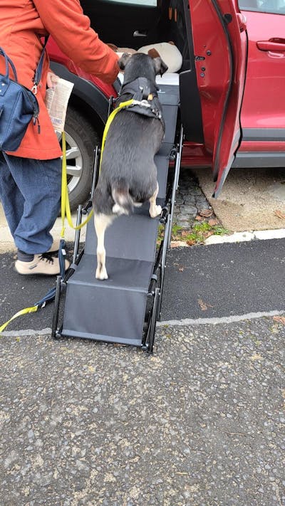 Hundetreppe Rückbank