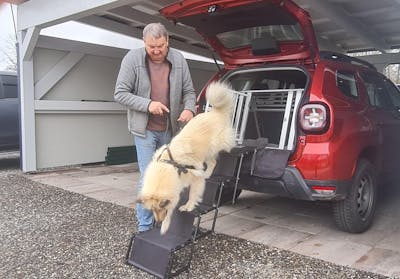 Hundetreppe Auto