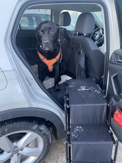 Hundetreppe Rückbank