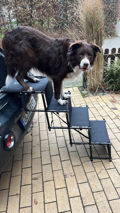 Hundetreppe Auto