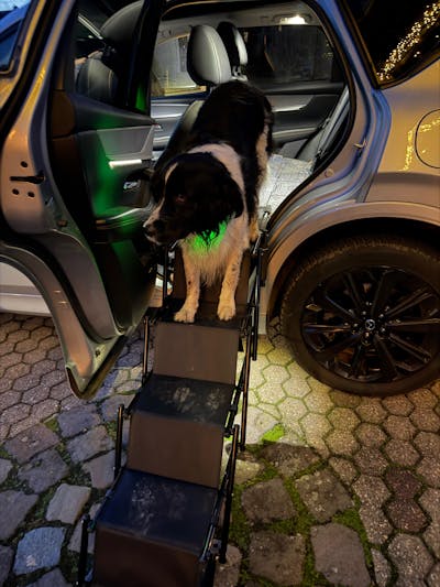 Hundetreppe Rückbank