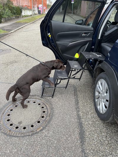 Hundetreppe Rückbank