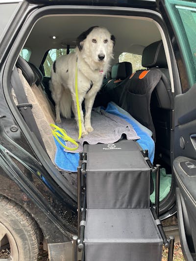 Hundetreppe Rückbank