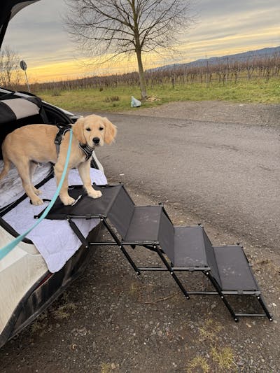 Hundetreppe Auto