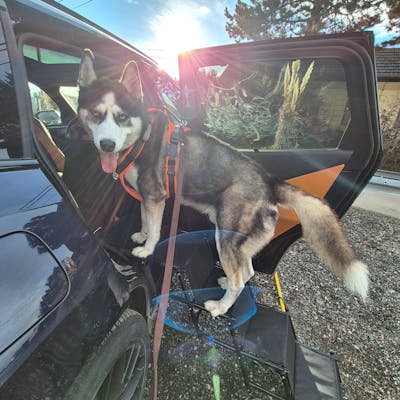 Hundetreppe Rückbank