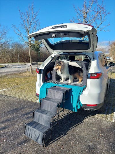 Hundetreppe Auto
