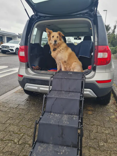 Hundetreppe Auto