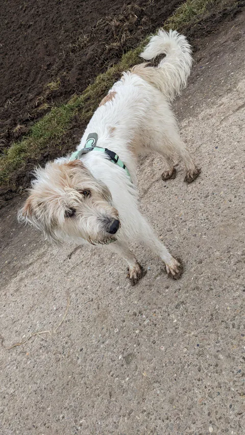 Premium Kofferraumschutz