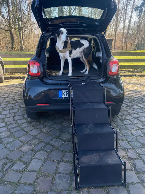 Hundetreppe Auto