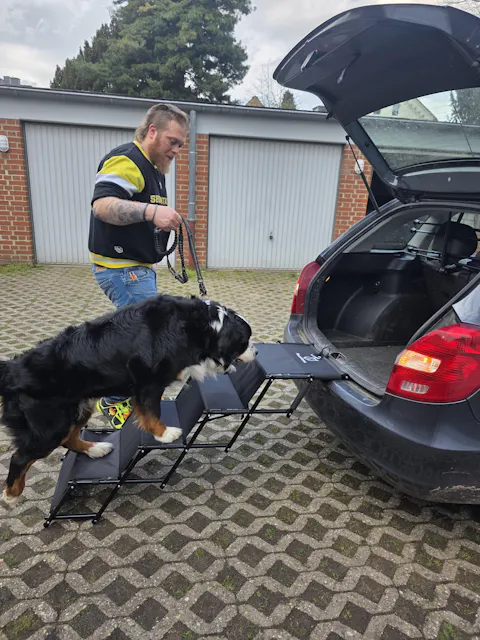 Hundetreppe Auto