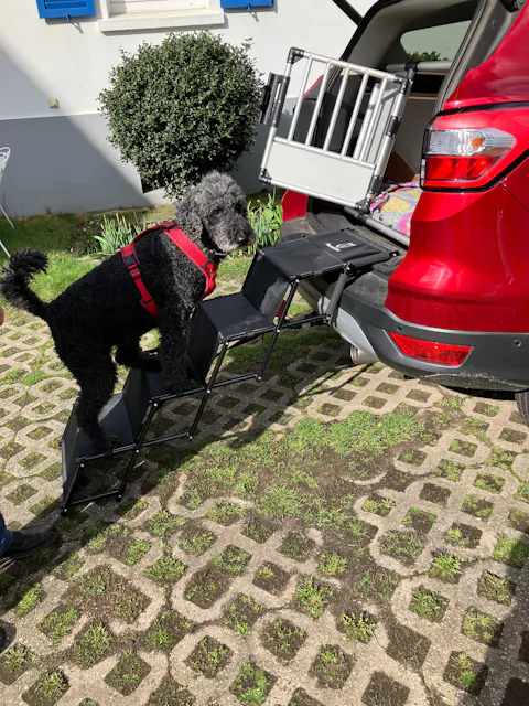 Hundetreppe Auto