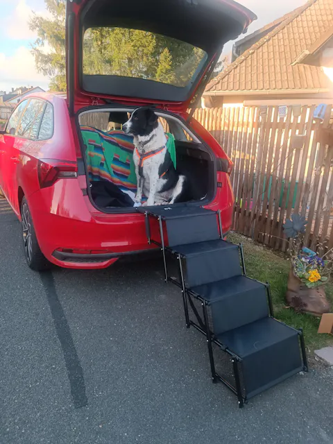 Hundetreppe Auto