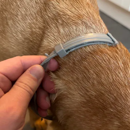 Floh- und Zeckenschutz Halsband fr Hunde
