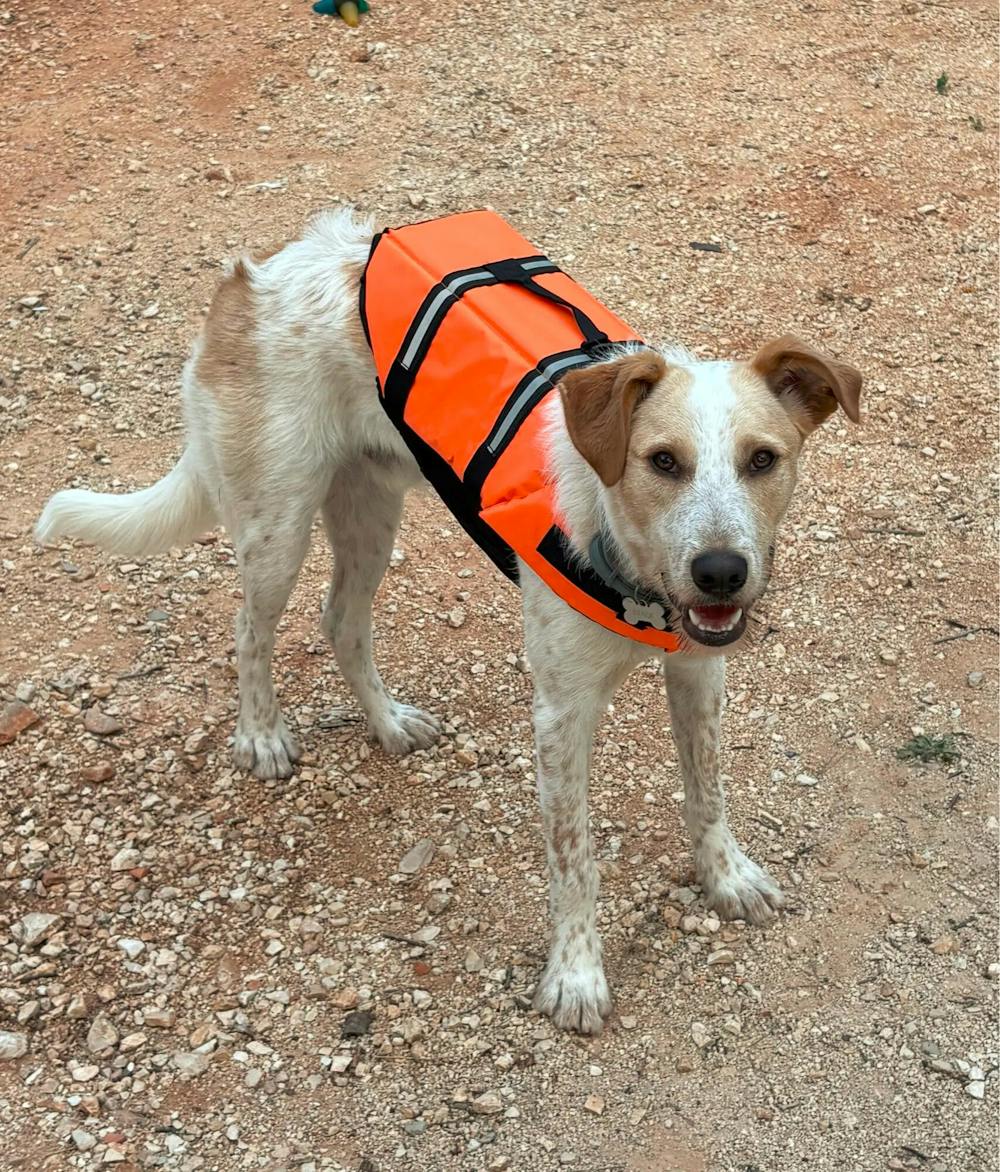 AquaSafe Hundeweste