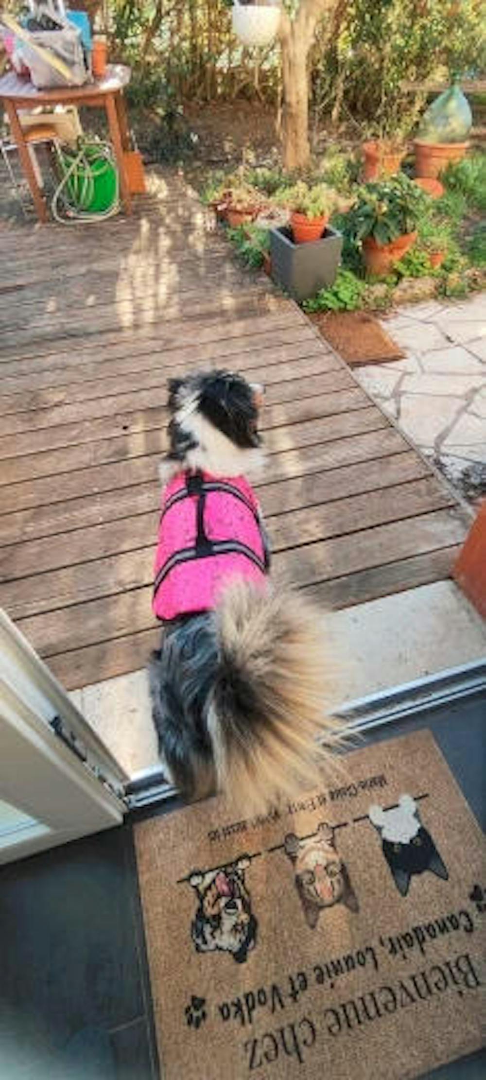 AquaSafe Hundeweste