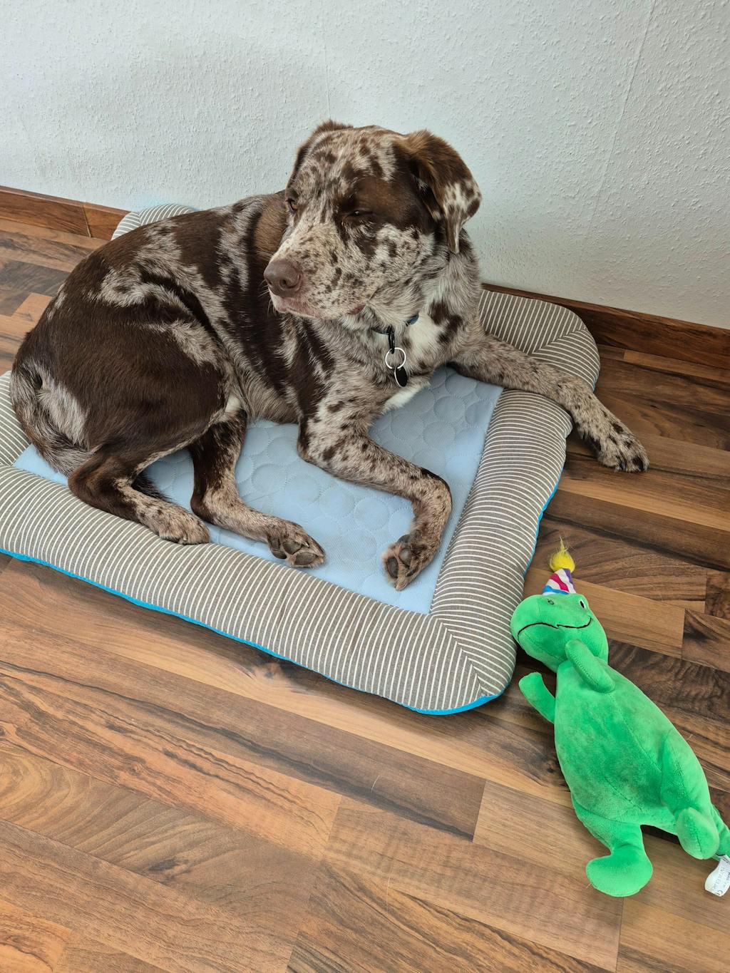 Premium Kühlmatte für den Sommer