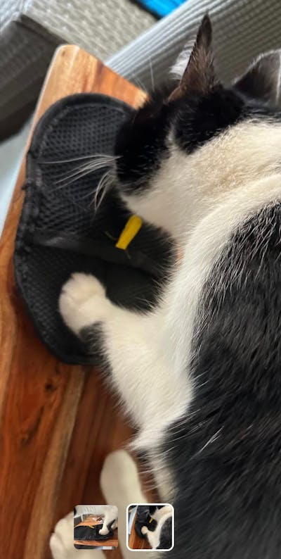 Fellux FurFlash (Classic) | Pet Hair Remover Glove for Clothes, Furniture & More