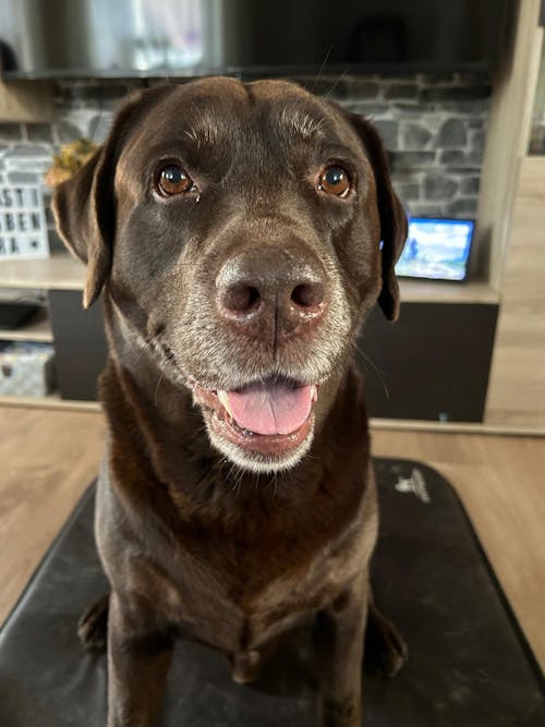 Personalisiertes Kissen -  Kissen mit deinem Liebling drauf