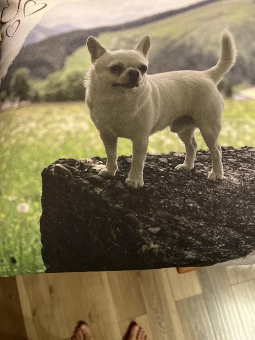 Personalisiertes Kissen -  Kissen mit deinem Liebling drauf