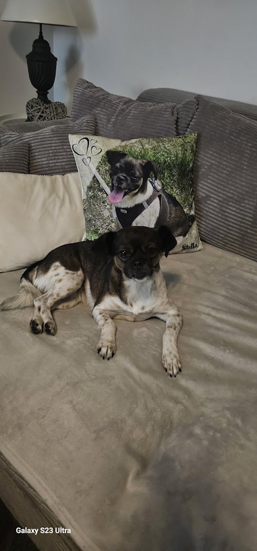 Personalisiertes Kissen -  Kissen mit deinem Liebling drauf