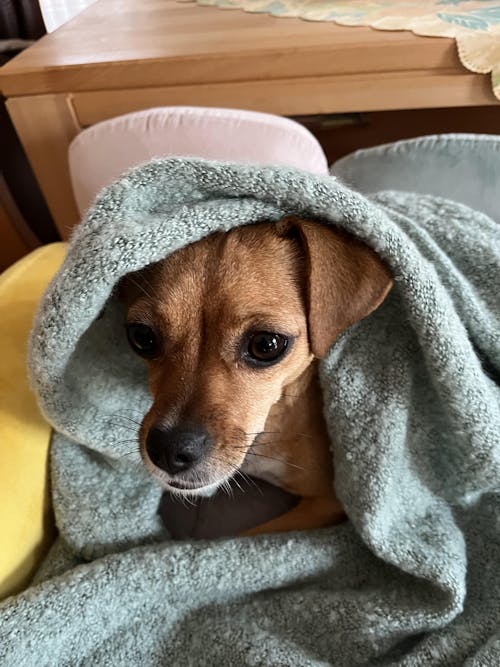 Personalisiertes Kissen -  Kissen mit deinem Liebling drauf