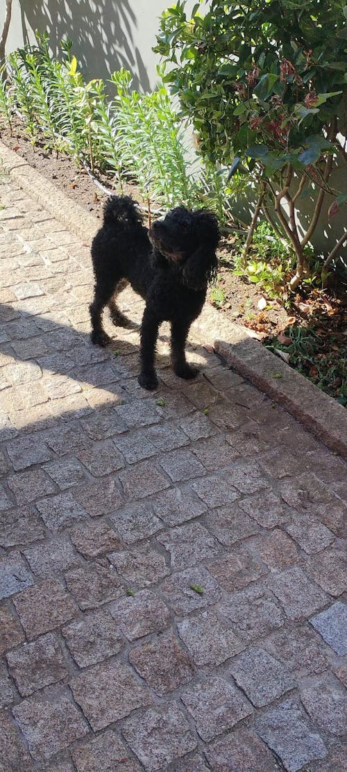 Personalisiertes Poster – Kunstportrait "Street Art Stil"