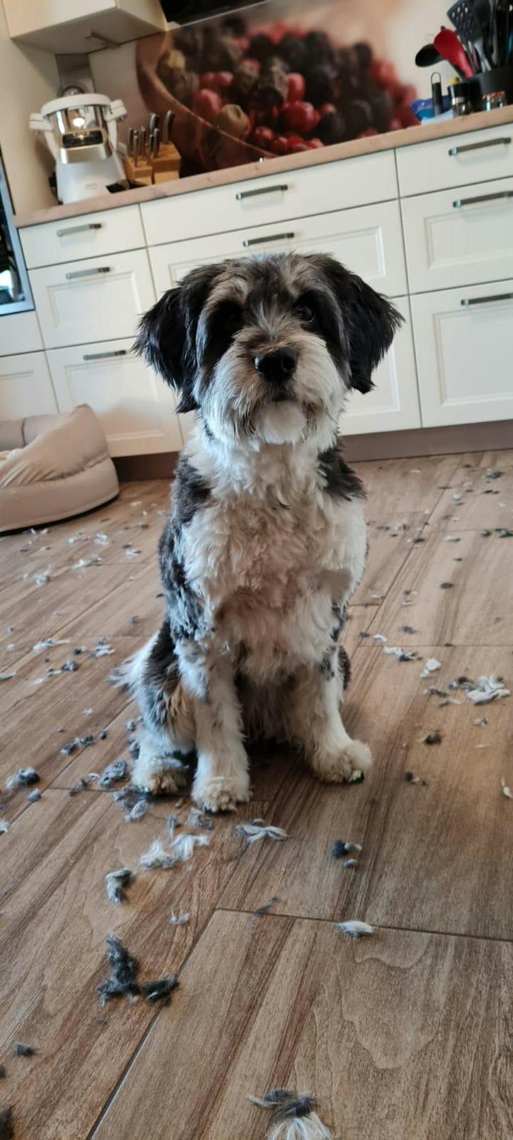 Personalisiertes Kissen -  Kissen mit deinem Liebling drauf