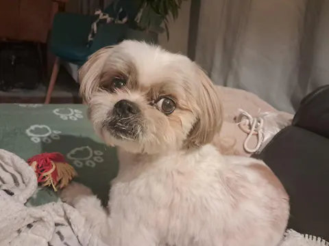 Multivitaminen 10-in-1