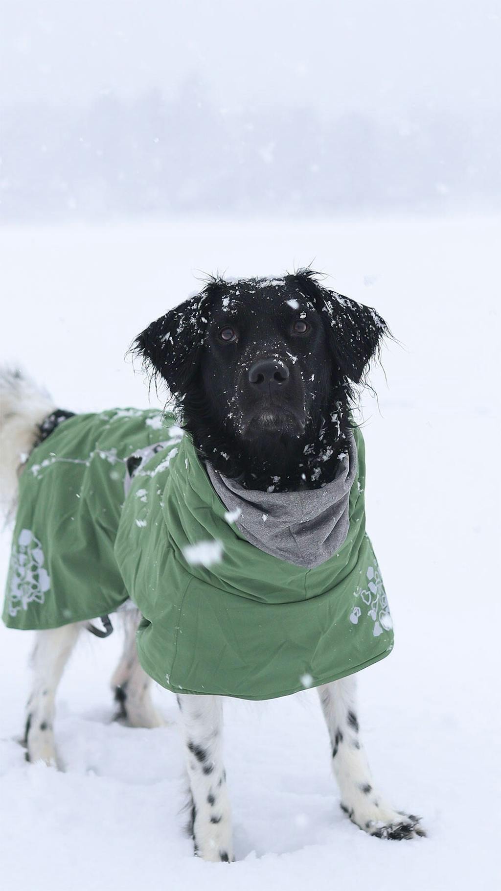 Extreme Warmer ECO dog jacket
