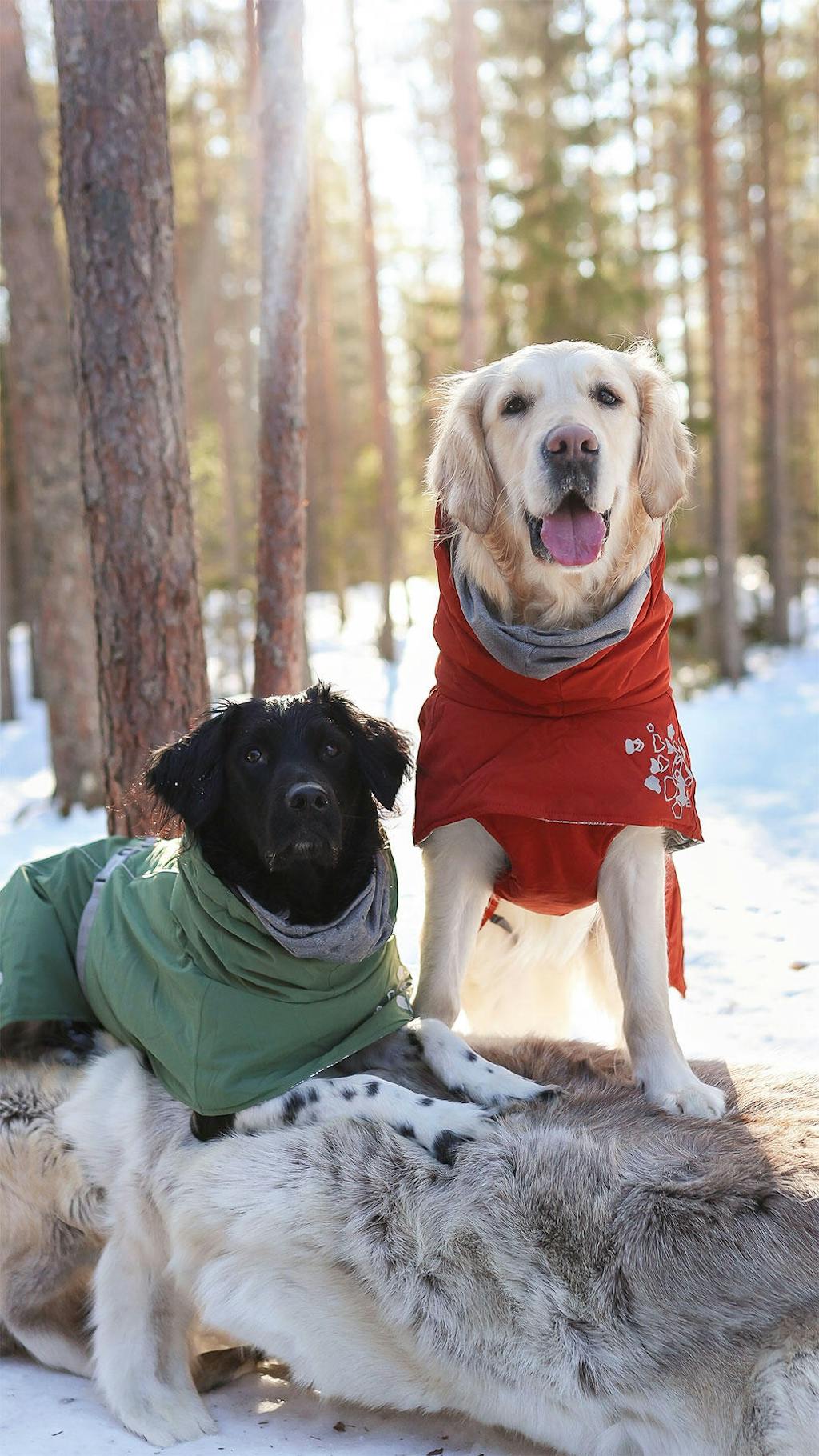 Extreme Warmer ECO dog jacket