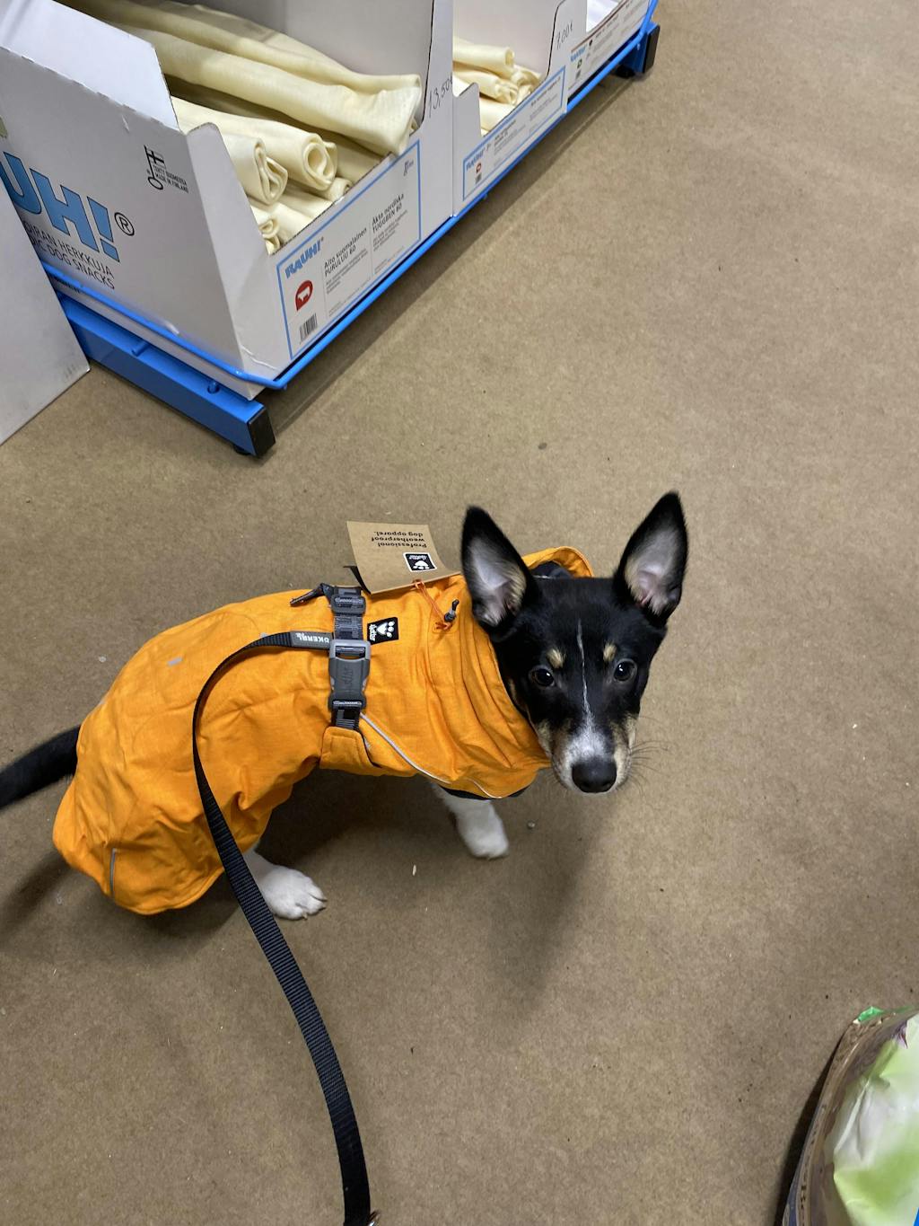 Expedition Parka winter coat for dogs