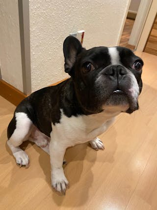 Bewertung von Walter Scheiber