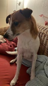 Lamm mit Süßkartoffel, Apfel und Linsen (500g) gefroren