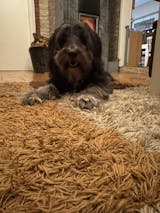 Lamm mit Süßkartoffel, Grünkohl und Apfel (im Glas)