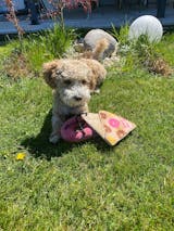 Pute mit Süßkartoffel, Spinat und Apfel (im Glas)