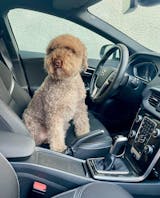 Trainingsknöchelchen Pute mit Granatapfel und Süßkartoffel (100g)