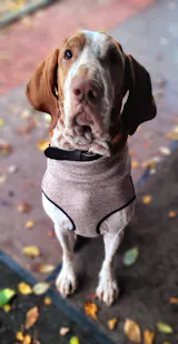 Huhn mit Reis, Zucchini und Mango (im Glas)