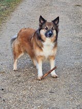 Huhn mit Reis, Zucchini und Mango (im Glas)
