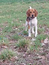Lachs mit Süßkartoffel, Erbsen und Zucchini (im Glas)