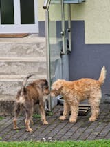 Trainingsknöchelchen Rind (100g)