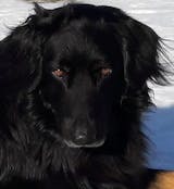 Huhn mit Süßkartoffel, Karotte und Apfel (im Glas)