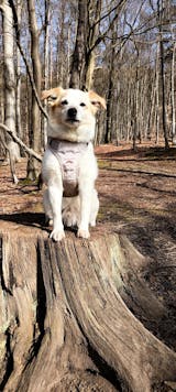 Schwein mit Buchweizen, Kürbis und Blaubeeren (im Glas)