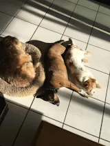 Huhn mit Reis, Zucchini und Mango (im Glas)