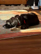 Lamm mit Süßkartoffel, Grünkohl und Apfel (im Glas)