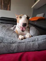 Huhn mit Süßkartoffel, Karotte und Apfel (im Glas)