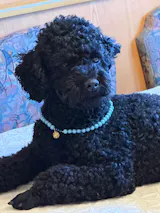 Pupsicle Treat Tray (Größe L)