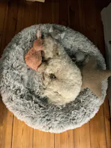 Schwein mit Buchweizen, Kürbis und Blaubeeren (im Glas)