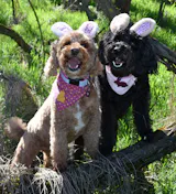 Kaninchen mit Reis, Karotte und Cranberries (im Glas)