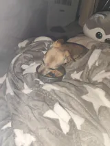 Pferd mit Süßkartoffel, Karotte und Blaubeeren (im Glas)