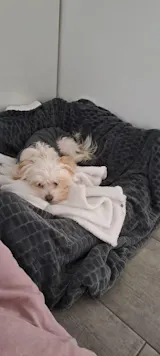 Huhn mit Reis, Zucchini und Mango (500g) gefroren